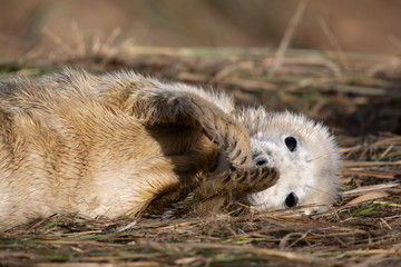 Fototapeta premium Grey seal pup in grass