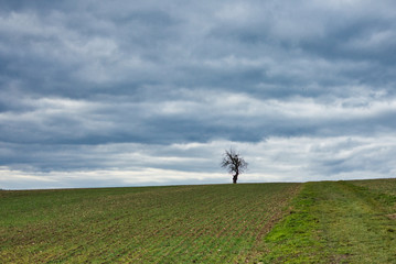 Feld Baum Himmel