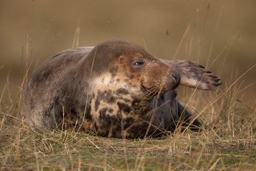 Grey seal in grass