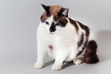 Cat half-breed of snow-shoe on a gray background.