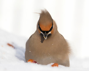 Front view portrait of Bohemian Waxwing bird in snow