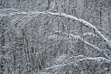Network of entangled forest trees and branches with snow in winter