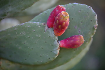 Prickly pear named also Indian fig opuntia, cactus pear, and spineless cactus, in latin Opuntia ficus-indica, close up leaves and fruits