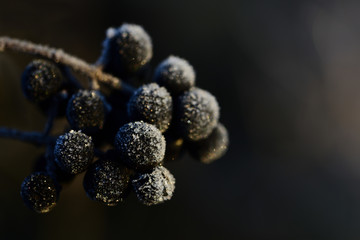 Close-up of black berries on a branch covered with frost and ice crystals in winter with space for text