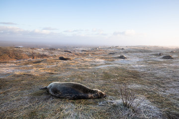 Grey seal colony at Donna Nook