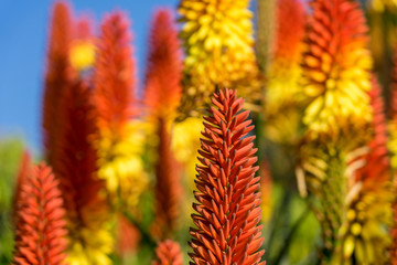 Bunte Fackellilien, Kniphofia, Raketenblumen auf La Palma (Nahaufnahme) © Frank Lambert
