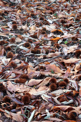 Autumn leaves and chestnuts on shell