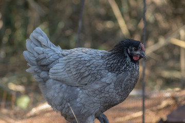 Gallina gris criada en libertad