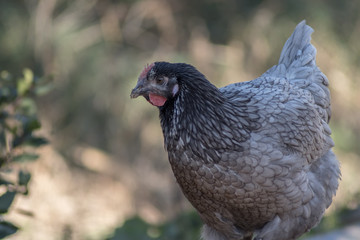 Gallina gris en libertad