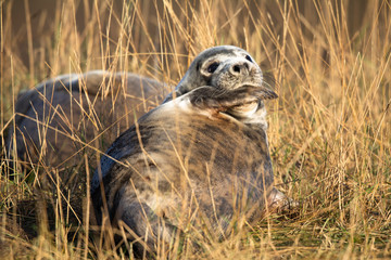 Naklejka na ściany i meble Grey seal in grass