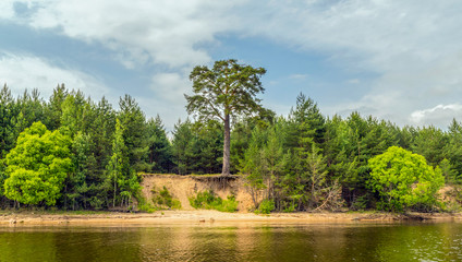 Landscape with a river and pine tree on the steep bank.