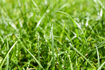 green grass with water drops