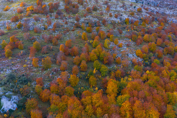 Aerial view, Landscape in autumn, Beech forest, Ramales de la Victoria, Alto Ason, Cantabria, Spain, Europe