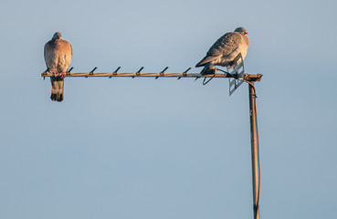 Two Pigeons on a TV aerial