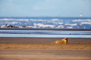Fototapeta na wymiar Lone grey seal on a sandy beach at sunset 