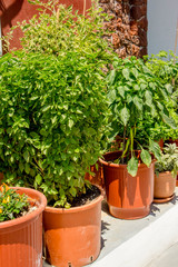 Various green herbs growing in pots in garden outdoors in sunny summer day. Hoticulture concept.