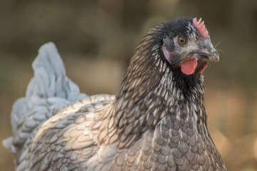 Gallina gris suelta en la hierba