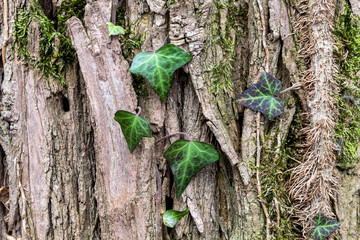 Close Up Tree Bark Texture With Ivy