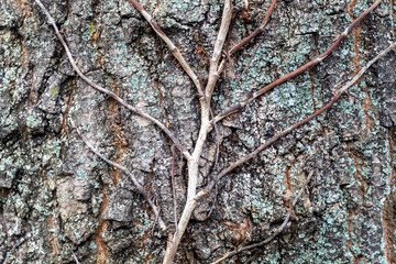 Close Up Tree Bark Texture