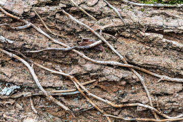 Close Up Tree Bark Texture