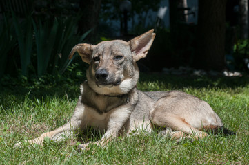 Mongrel stray dog lying on green grass meadow