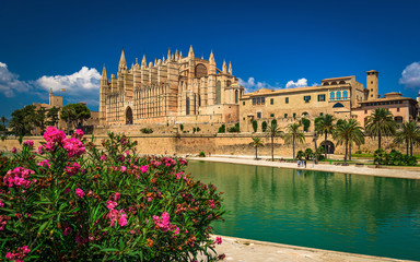 Spain - Pink flowers at the cathedral - Palma de Mallorca
