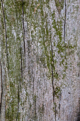 Close Up Tree Bark Texture