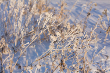 Winter white hoarfrost on trees, houses and streets