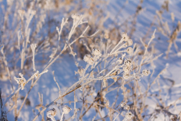 Winter white hoarfrost on trees, houses and streets