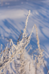 Winter white hoarfrost on trees, houses and streets