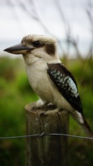 Australian wildlife Kookaburra bird