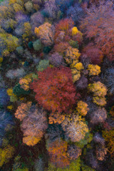 Fototapeta na wymiar Aerial view, Landscape in autumn, Beech forest, Ramales de la Victoria, Alto Ason, Cantabria, Spain, Europe