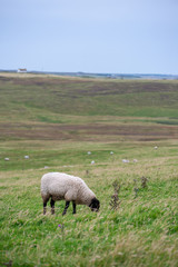 Pecore al pascolo sulle colline scozzesi
