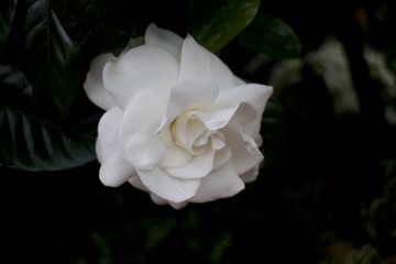 White Rose 