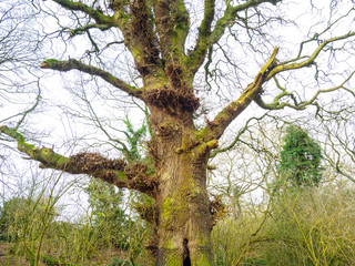 OLYMPUS DIGITAL CAMERA - TREES