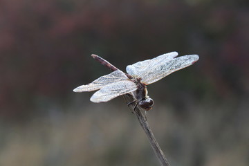 A beautiful dragonfly sits on a thin branch of hawthorn