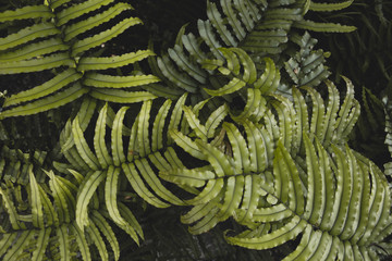 Naklejka na ściany i meble Fern leaf nature background. Natural tropical foliage of ferns in forest.