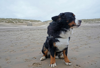 Portrait of Bernese Mountain Dog sitting on the beach, windy day, looking away, ears flapping, tiny bit of tongue sticking out. 