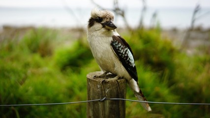 Australian wildlife Kookaburra bird