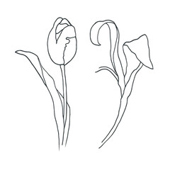 Tulip sketch illustration on a white background. Tulips set