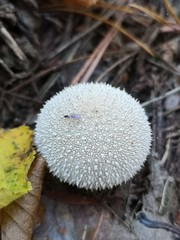 mushroom in forest