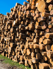 a stack of logs with alder trees; a view of the various ends of the logs in the stack; brown logs