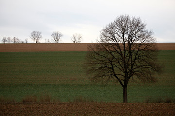 Bäume in hügeliger Landschaft