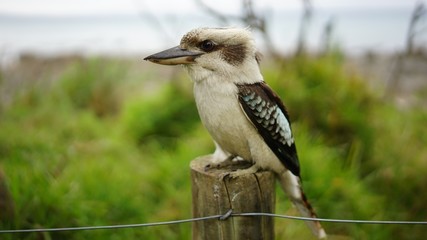 Australian wildlife Kookaburra bird