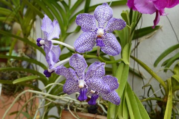 purple orchid Sri Lanka