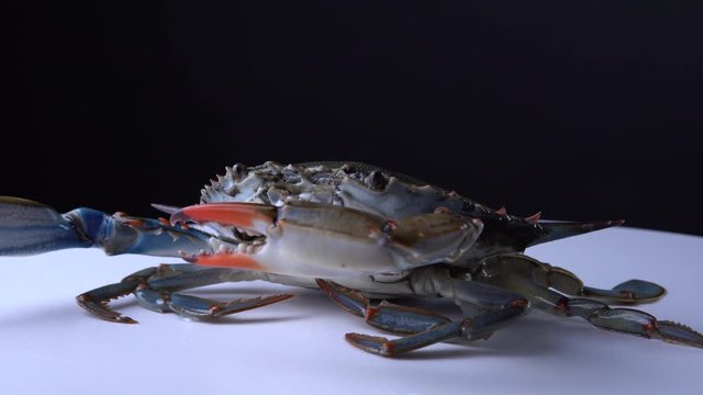 Blue Crab, Callinectes sapidus, on the white plate rotating, 9mm lens close up view. Crab in the defensive or attacks mood moving up and down his claws. Imported and sold in Canada for Caribbean dish.