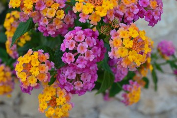 Flowers of Spain