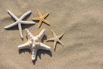 Summer vacation concept starfish on sandy tropical beach - selective focus, top view, copy space