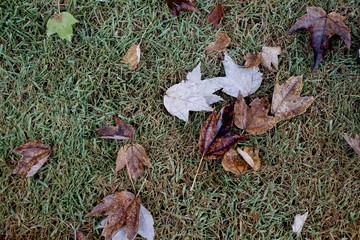 autumn leaves on grass