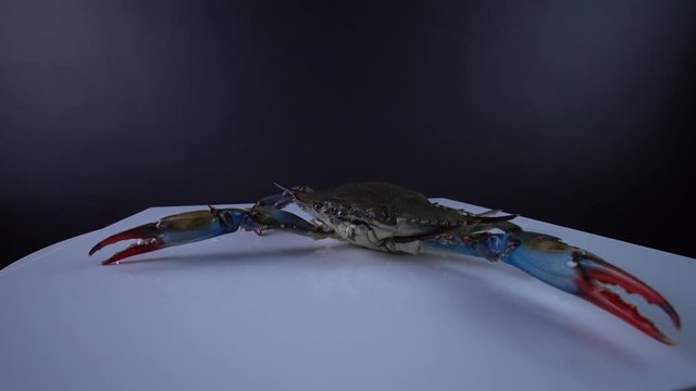 Blue Crab, Callinectes sapidus, on the white square plate, 9mm lens close up wide view. Crab with open claws. Imported and sold in Canada as sea food for Caribbean dish. Curry, Callaloo plate. 4k.
